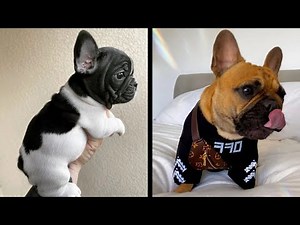 Super Cute French Bulldog Puppy Video Compilation