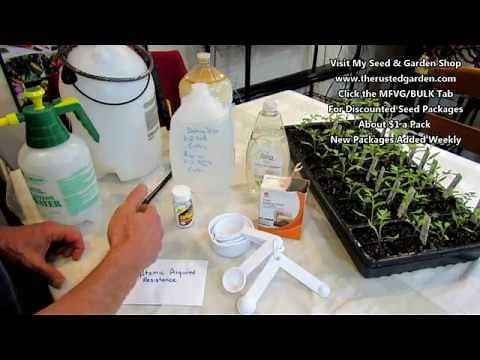 How to Make Aspirin Spray for Tomatoes & Baking Soda Spray: SAR Response & Prevention DIY Ep-8