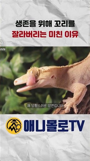 The Insane Reason Geckos Cut Off Their Own Tails to Survive