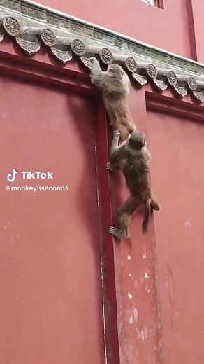 Monkeys Climbing Wall: A Fun Outdoor Adventure