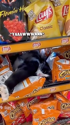 Purrfectly timed hilarity. 😊😋😬 | Challenge Game