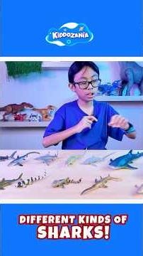 Meet Different Types of Sharks | Ocean Animals for Kids