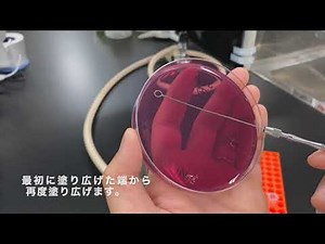 分離培養のための画線接種