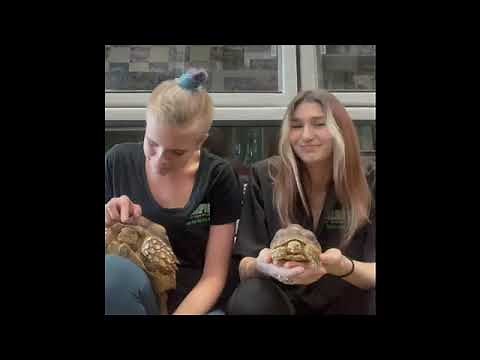 Sulcata Tortoises - Size and care information for the 3rd largest tortoise in the world!