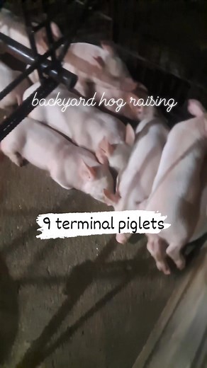 #pigletsupdate-1 #hogbreeding | Renato Bernardez