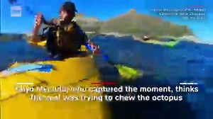 Watch seal slap kayaker with octopus