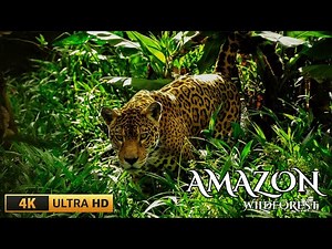 Amazon 4K - The Ultimate Rainforest Exploration