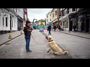 Ice - Anatolian Shepherd - 4 Week Residential Dog Training at Adolescent Dogs