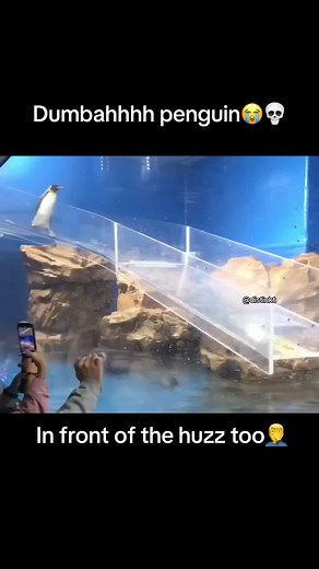 Funny Penguin Falls at the Zoo: Hilarious Animal Moment