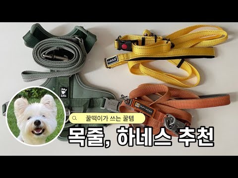 강아지 목줄 하네스 리드줄 추천 및 고르는 법 (반려견 생명줄!)