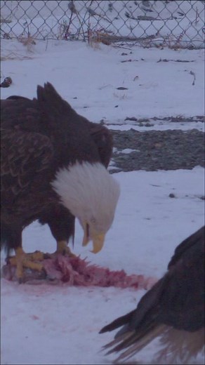 Juvenile eagle in Alaska attacks adult in super slow motion at 1000 fps . #Eagles #wildlife #nature | Sasse Fans News