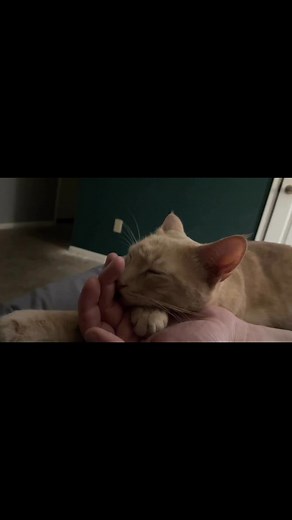 944K views · 61K reactions | October 9th, 2021 - drunk, alone, depressed, and wondering if I’d ever find my way. But I had this little orange cat named Jack, who never left my side, and always seemed to know when I needed him the most. Becuase of him, I just kept going. #mycat #cat | Justin Jones | Facebook