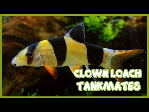 Tankmates of Clown Loach Fish