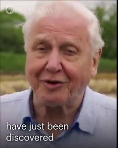 261 reactions · 36 shares | Sir David Attenborough explores a site with traces of ancient mammoths and Neanderthals. "Great Mammoth Mystery" premieres on WED FEB 16 at 9/8c on PBS: https://to.pbs.org/3LnBxR5 | NOVA l PBS | Facebook