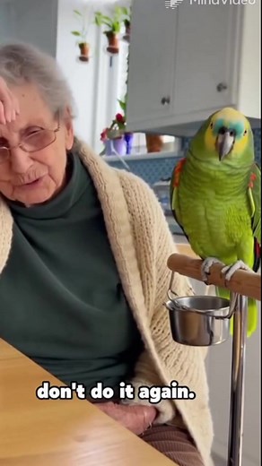 6.3K views · 143 reactions | Funnny bird , parrot make we laugh  #fypシ #talkingparrot #grandma #CockatooLife #parrots #cockatoo #viral #reel #ParrotComedy #FunnyPets #FamilyVibes #ViralBaby #CuteAnimals #ComedyShort #8KUltraRealistic #BabyAndDog #TalkingBird #ComedyShort #ViralShort #SmartParrot #ParrotDrama #ComedyClip #CuteAnimals | K1 Froocoo | Facebook