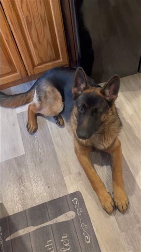 Pizza Party with a German Sheppard