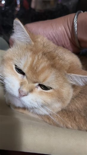 FROFRO AND PALS on TikTok