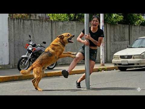 The Most Terrifying Wild Animal Encounters with Humans | Real Moments Caught on Camera