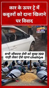 Dadar kabutar khana Pigeons bring back All जीवदया प्रेमी should go daily this place by card in morning #kabutarkhana #dadarkabutarkhana #pigeon #pigeonlove #kabutar | Jainsite