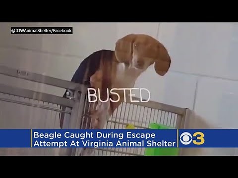 Video: Beagle Escape Attempt Caught On Camera