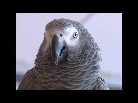 LE GRIS DU GABON : INTELLIGENT ET SENSIBLE