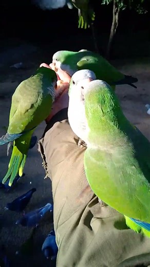 #parrots omg 💥 and fury fight 🙀😤
