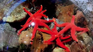 Vibrant red starfish under aquarium lights resting on rocky terrain in an underwater display