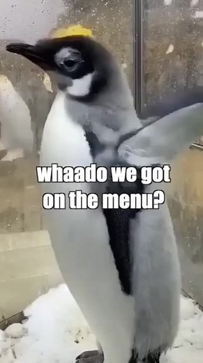 29K views · 2.1K reactions | Not so Happy Feet #reels #comedy #voiceover #animalvoiceover #viral #trending #funnyanimals | KLR Productions | Facebook