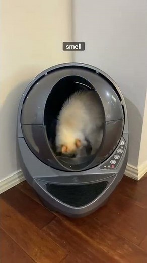 Litter-Robot Review from a Veterinarian