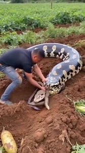 7K views · 46 reactions | What did the giant python swallow ❓ #python #eatclean #viralvideo #fbpost2025シ #videoreelsシ #highlight #fbyシvideo #friends #follower #reelsviralシfb #videoviralシ #facebookreelsviral #fbreelsvideo #reelsfbシ #viralvideoシ | Jaffar | Facebook