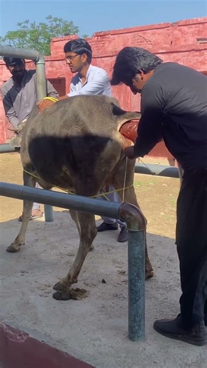 Artificial insemenation in cow #fieldservice #cow #viralvideo #viralshorts #shorts