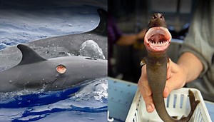 A deep-sea shark labeled a "vampire" raises disturbing biological questions