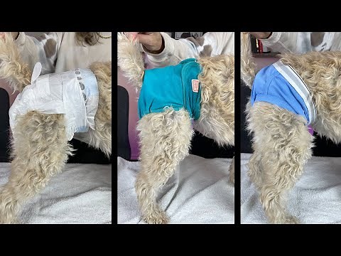Dog Diapers - Everything You Need To Know!