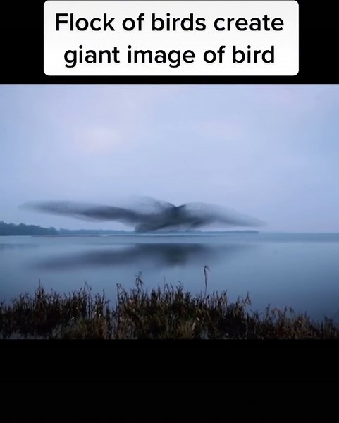 Mysterious Flock of Birds Creating Giant Image