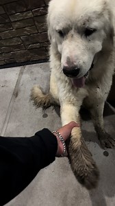 Cutest dog ever I wish I could’ve taken it #fyp | great pyrenees