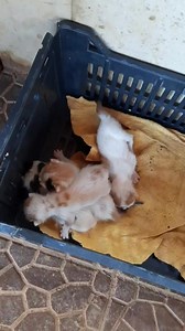 1.5K views · 61 reactions | Urgent lactating mother needed ⚠️⚠️⚠️ Koura | Carma | Facebook