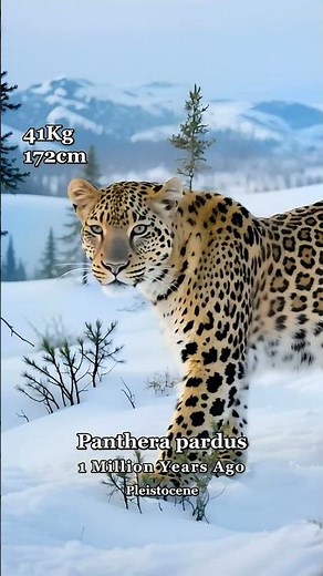 Leopard Evolution 🐆🌿 | From Ancient Woodlands to Modern Savannas