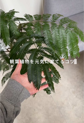 BotaNiceで育てる観葉植物の楽しみ方