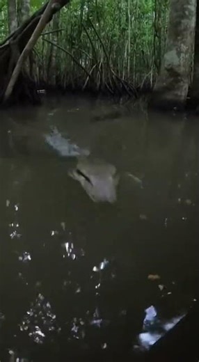 When the Jungle Log Comes Alive #wildlife #wildernessseason #bear