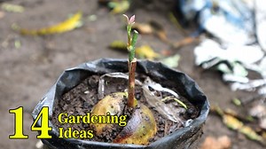 Amazing 14 Grafting, cuttings and air layering ideas on fruit trees | Grafting Examples
