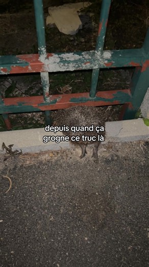 J’le sauve il grogne en plus choisissez bien vos femme #fyp #viral #pourtoi