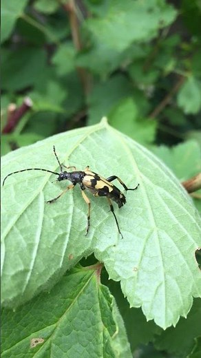RARE BEETLES black-and-yellow longhorn #bug #insects #shorts #wildlife #beetle #longhorns #nature