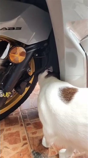 Why does a motorcycle with a kickstand need someone to hold it up? 😂😂😂 #Funny #CuteCat