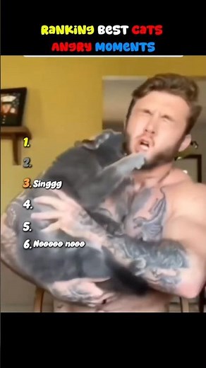 Ranking Best Cats Angry Moments ( try not to laugh ) 😸🤣