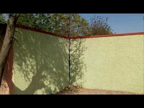 Black Cobra Snake Climbing The wall
