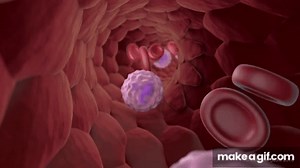 Extravasation of Neutrophils on Make a GIF