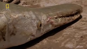 Fish Warrior: Texas Titan Aligator Gar (National Geographic Fishing Documentary)