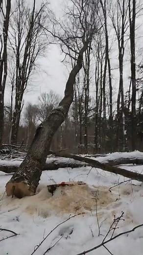 cutting maple trees mid winter counting cars #deforestation #treefelling #logging #treecutting #timberharvest #chainsaw #nature #viral #USA | Zoriana | Facebook