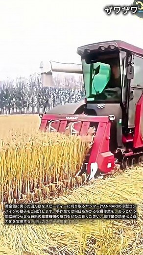 ヤンマー製コンバインを使った効率的な稲刈り作業の様子