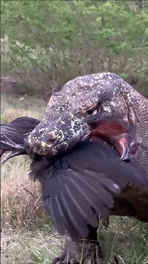 ‼️😱The ending of the Komodo dragon swallowing a live chicken😱⁉️